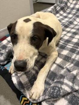 Farmer -  Labrador Retriever and Mixed Breed Dog for Adoption in Fresno, California - Farmer | PetCurious