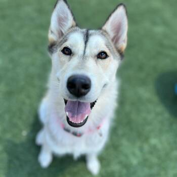 Husky Dogs Available for Adoption in Los Angeles, California - Sashimi | PetCurious