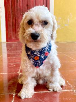 Maltese Dogs Available for Adoption in Mississauga, Ontario - Olaf (Foster-to-Adopt) | PetCurious