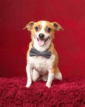 Chihuahua Dogs Available for Adoption in Frisco, Texas - Leo | PetCurious
