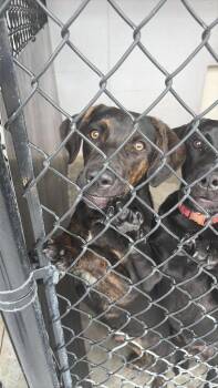 Lews -  Yellow Labrador Retriever and Hound Dog for Adoption in Republic, Missouri - Lews | PetCurious