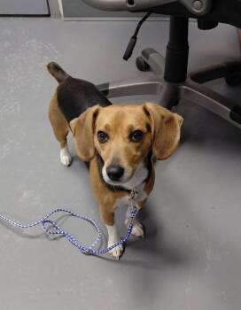 Beagle and Mixed Breed Dogs Available for Adoption - Leeta | PetCurious
