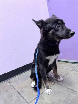 61394616 -  Mixed Breed Dog for Adoption in El Paso, Texas - 61394616 | PetCurious
