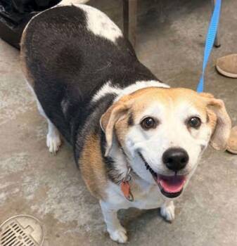 Matilda -  Beagle and Mixed Breed Dog for Adoption in Bowling Green, Kentucky - Matilda | PetCurious