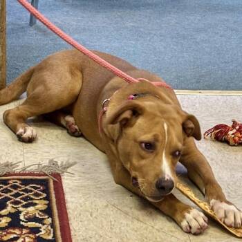 Tip -  Mixed Breed Dog for Adoption in Shelby, North Carolina - Tip | PetCurious
