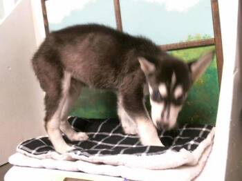 A2091629 -  German Shepherd Dog and Mixed Breed Dog for Adoption in Houston, Texas - A2091629 | PetCurious