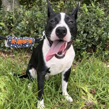 Rescue Pit Bull Terrier and Bull Terrier Dogs for Adoption in Bryan, Texas - Agent | PetCurious
