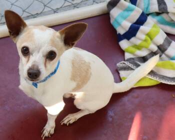 Rescue Chihuahua Dogs for Adoption in Fresno, California - MURPHY | PetCurious