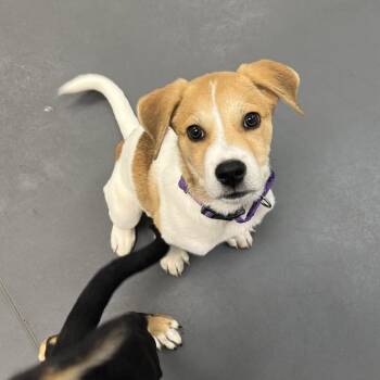 Mixed Breed Dogs Available for Adoption in Chicago, Illinois - Franky | PetCurious