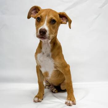 Beagle and Mixed Breed Dogs Available for Adoption in Parker, Colorado - 647 (2026) Sonny | PetCurious