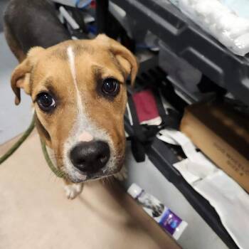 Jazz Hands -  Mixed Breed Dog for Adoption in Aldie, Virginia - Jazz Hands | PetCurious