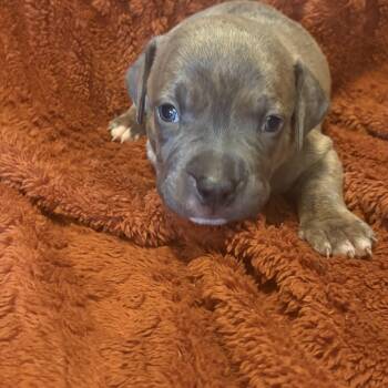 Cinnamon (Mama Glorias Cozy Cafe Crew Litter) -  Pit Bull Terrier Dog for Adoption in Carmel Hamlet, New York - Cinnamon (Mama Glorias Cozy Cafe Crew Litter) | PetCurious