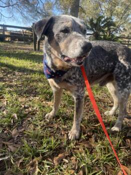 Australian Cattle Dog Blue Heeler Dogs Available for Adoption - Kirk | PetCurious