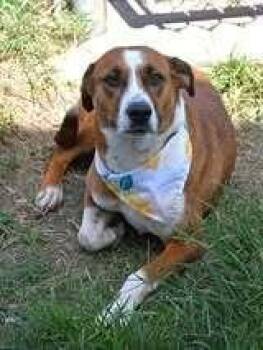 Sienna #A-142922 -  Retriever Dog for Adoption in Silsbee, Texas - Sienna #A-142922 | PetCurious