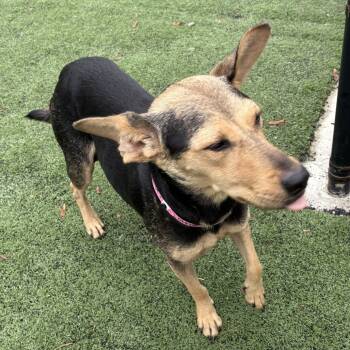 Rescue Mixed Breed Dogs for Adoption in Bartlett, Tennessee - Penny Pickles | PetCurious