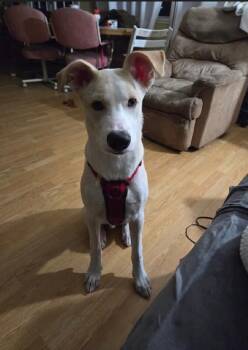 Mikaboshi -  Shepherd and Mixed Breed Dog for Adoption in Los Angeles, California - Mikaboshi | PetCurious