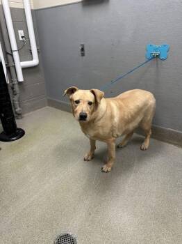 Labrador Retriever Dogs Available for Adoption in Las Vegas, Nevada - SO Q | PetCurious