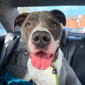 Orlena -  Pit Bull Terrier Dog for Adoption in Chicago, Illinois - Orlena | PetCurious