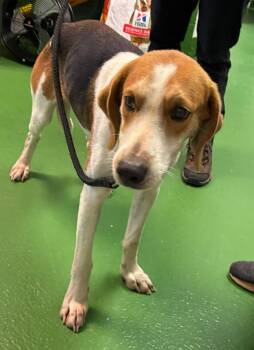 Rescue Hound Dogs for Adoption in Rustburg, Virginia - Ford - At Shelter Available 11/24 | PetCurious