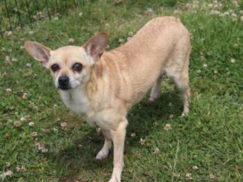 Dixie -  Chihuahua Dog for Adoption in Winchester, Tennessee - Dixie | PetCurious