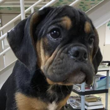 Maui -  Bulldog Dog for Adoption in Ottawa Hills, Ohio - Maui | PetCurious