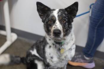 Gracy -  Australian Shepherd and Shetland Sheepdog Sheltie Dog for Adoption in Mountain Home, Arkansas - Gracy | PetCurious