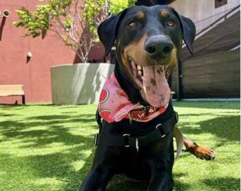 Doberman Pinscher Dogs Available for Adoption in Palo Alto, California - GABE | PetCurious