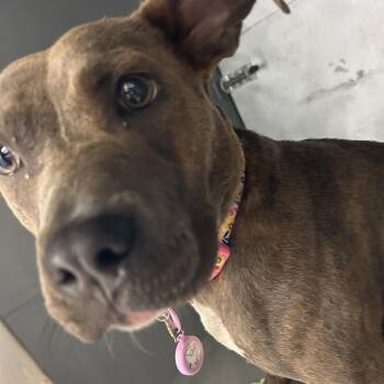 Macy -  Pit Bull Terrier and Mixed Breed Dog for Adoption in Greensboro, North Carolina - Macy | PetCurious