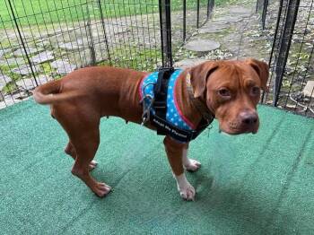 Penny Sue -  Pit Bull Terrier Dog for Adoption in Germantown, Ohio - Penny Sue | PetCurious