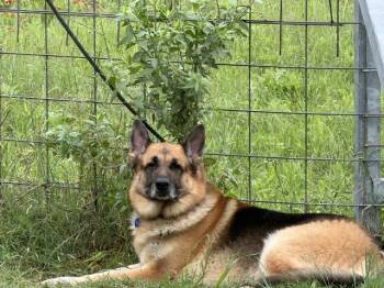 Biggie -  German Shepherd Dog Dog Available for Adoption in Rockdale, Texas - Biggie | PetCurious