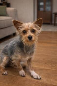 Yorkshire Terrier Dogs Available for Adoption - Ella | PetCurious