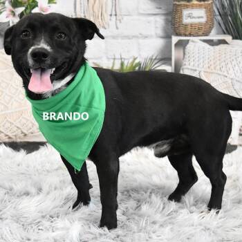 Staffordshire Bull Terrier and Border Collie Dogs Available for Adoption in Yuma, Arizona - Bruno | PetCurious