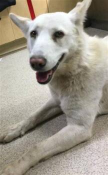 Siberian Husky Dogs Available for Adoption in Riverside, California - SENAI | PetCurious