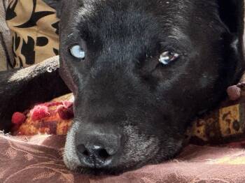 Rescue American Staffordshire Terrier and Carolina Dog Dogs for Adoption in Ragland, Alabama - Indy Anna Jones | PetCurious