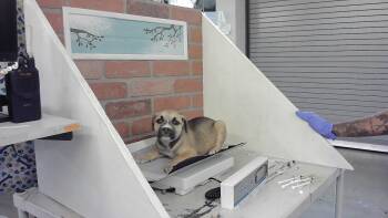 Staffordshire Bull Terrier and Mixed Breed Dogs Available for Adoption in Houston, Texas - WONDER | PetCurious