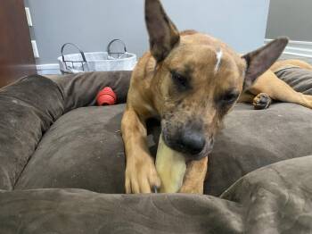 Australian Cattle Dog Blue Heeler Dogs Available for Adoption in Aurora, Illinois - Athena | PetCurious