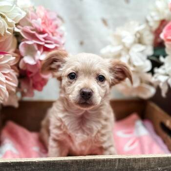 Pretzel -  Chihuahua Dog for Adoption in Newberg, Oregon - Pretzel | PetCurious