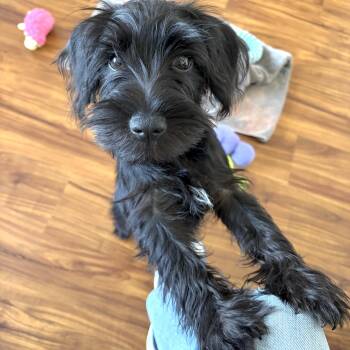 Charlotte -  Scottish Terrier and Schnauzer Dog for Adoption in Shakopee, Minnesota - Charlotte | PetCurious