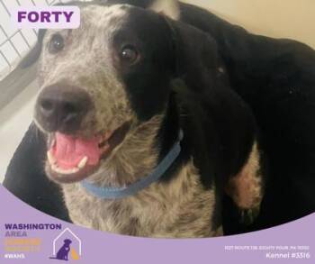 Australian Cattle Dog Blue Heeler Dogs Available for Adoption in Eighty Four, Pennsylvania - Forty | PetCurious