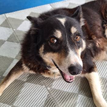 Rescue Mixed Breed Dogs for Adoption in Buffalo, Minnesota - Molly | PetCurious