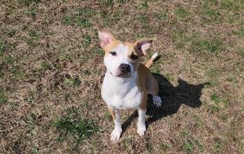 Pit Bull Terrier and Mixed Breed Dogs Available for Adoption - PIGLET | PetCurious