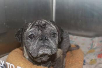 Tansy -  Pug Dog for Adoption in Gardena, California - Tansy | PetCurious