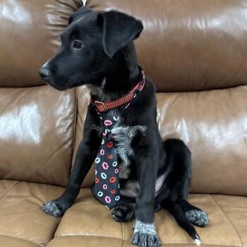 Australian Kelpie Dogs Available for Adoption - 183 (2026) Jake | PetCurious