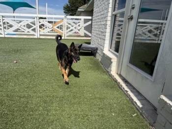 Bindi -  German Shepherd Dog and Mixed Breed Dog for Adoption in Fort Worth, Texas - Bindi | PetCurious