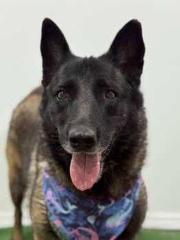 Bonnie Tyler-One of our Amazing Rescue Dogs -  Belgian Shepherd Sheepdog and Norwegian Elkhound Dog for Adoption in Carlsbad, California - Bonnie Tyler-One Of Our Amazing Rescue Dogs | PetCurious