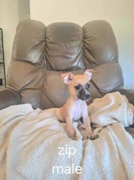 Zip -  Chihuahua Dog for Adoption in Eugene, Oregon - Zip | PetCurious
