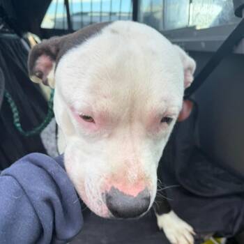 Pit Bull Terrier and English Bulldog Dogs Available for Adoption - Nero | PetCurious