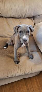 Riley -  Mixed Breed Dog for Adoption in Kenosha, Wisconsin - Riley | PetCurious