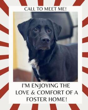 Rescue Black Labrador Retriever Dogs for Adoption in Appleton, Wisconsin - Bane | PetCurious