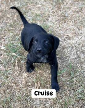 Labrador Retriever Dogs Available for Adoption in Brewton, Alabama - Cruise | PetCurious